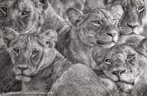 Sri Lankan’s photograph of African lionesses captivates the world