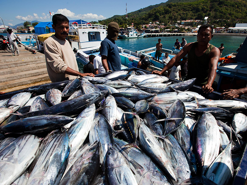Sri Lanka Fisheries Minister warns fishermen not to catch young tuna