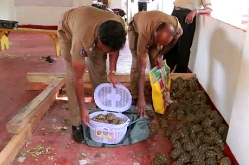 Sri Lanka Police recover 1200 star tortoises and banned glyphosate smuggled from India