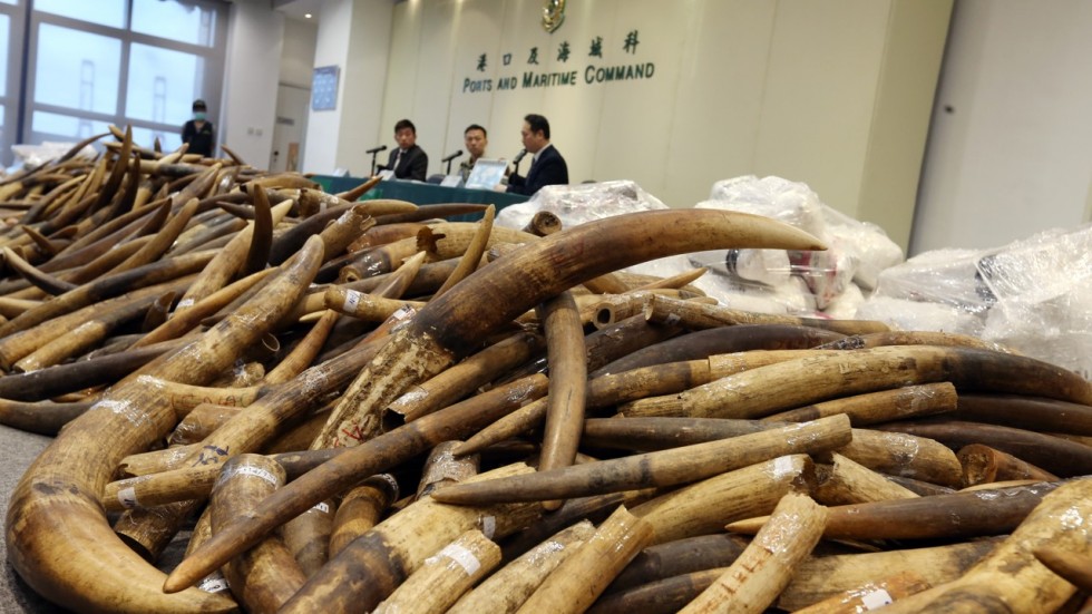 China bans Ivory sales in the country