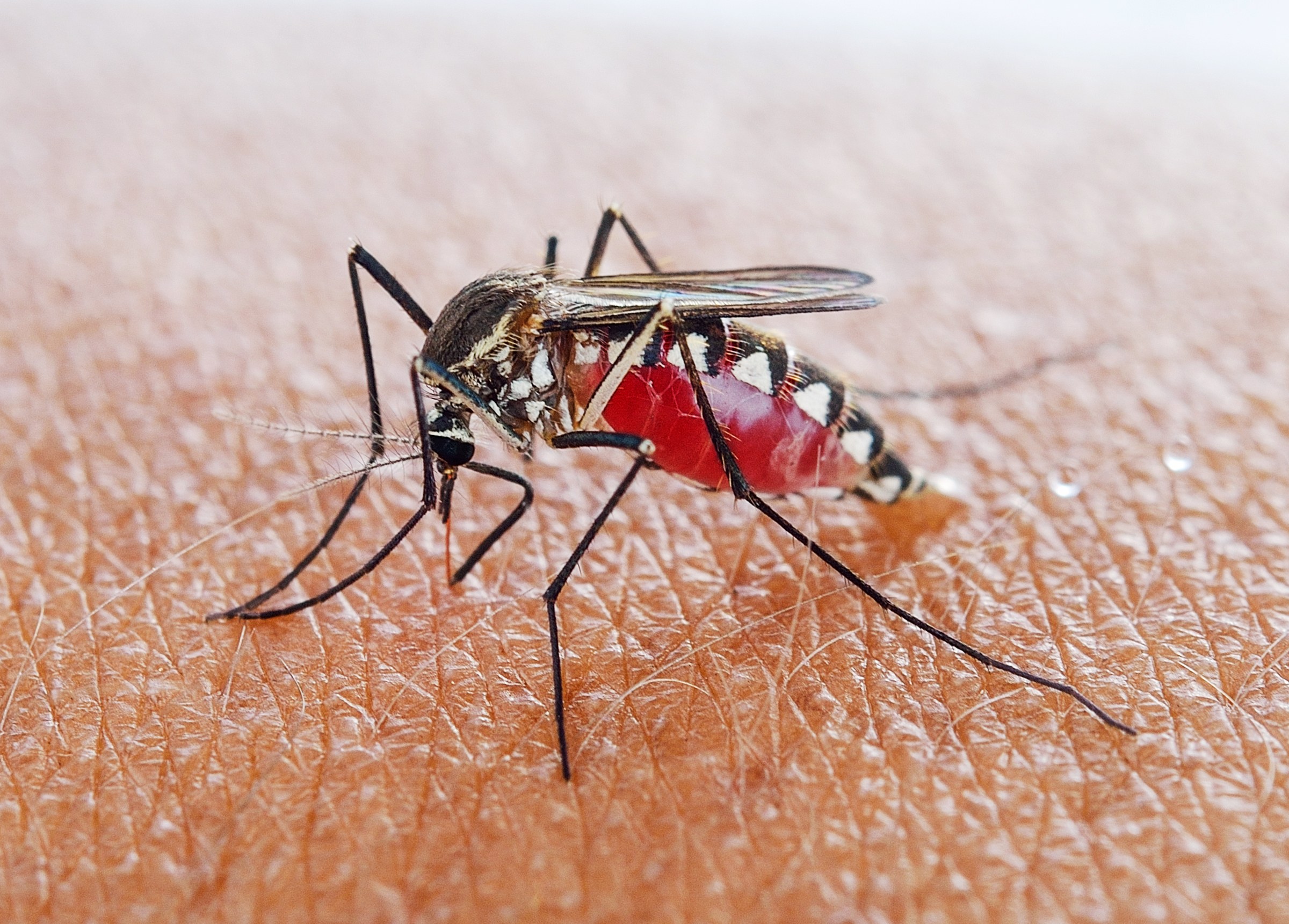 Malaria spreading mosquito species found in Sri Lanka