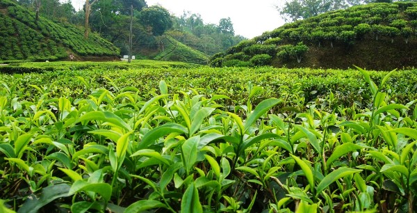 2022 tea crop plunges to lowest in 26 years