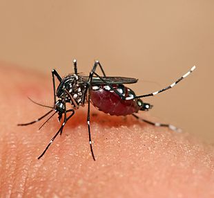 Puttalam in pain – 45 Dengue patients reported in one day