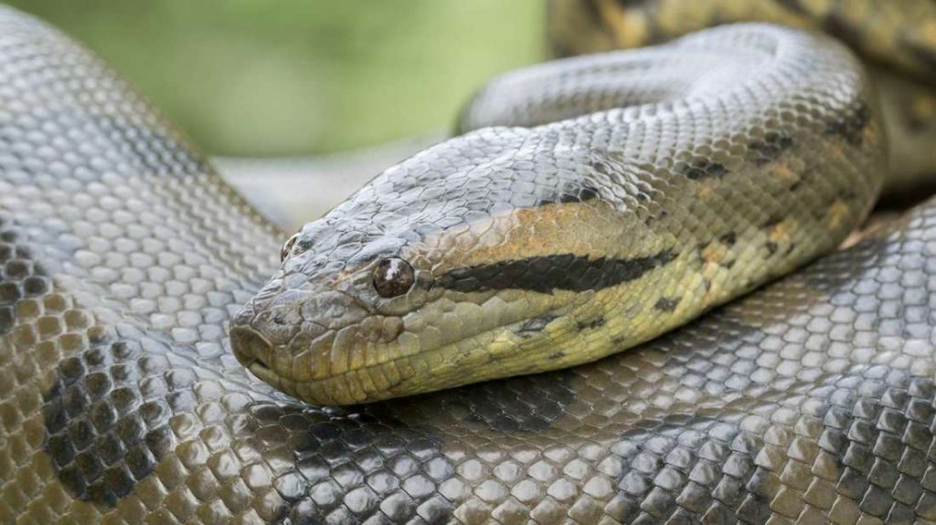 Sri Lanka sends two anacondas to Indian zoo - Ceylon Independent
