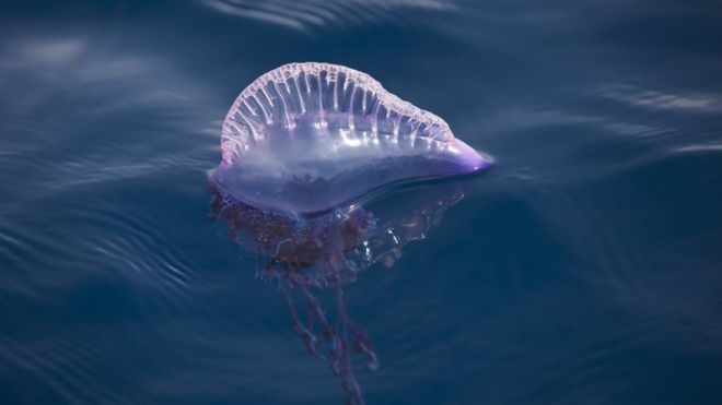 Bluebottle jellyfish: Thousands of Queensland beachgoers stung