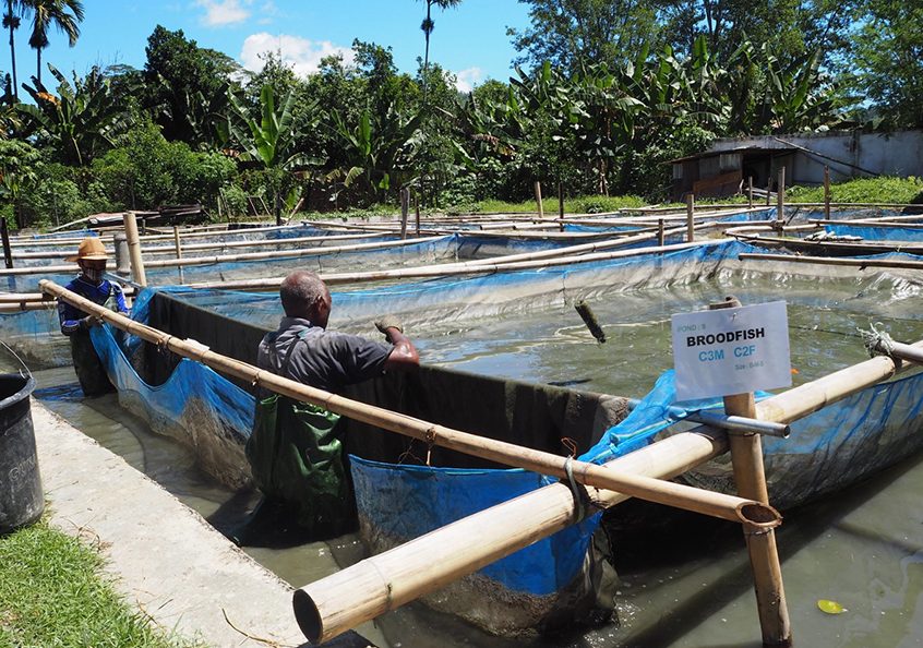 Project to produce fish feed in the country launched