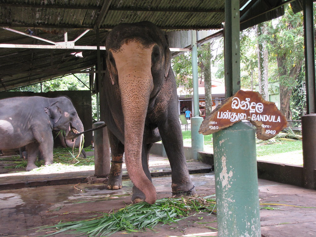 Iconic elephant ‘Bandula’ dies at Dehiwala Zoo