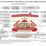 How the Rice Mafia Destroyed the Equilibrium of Paddy Cultivation in Sri Lanka