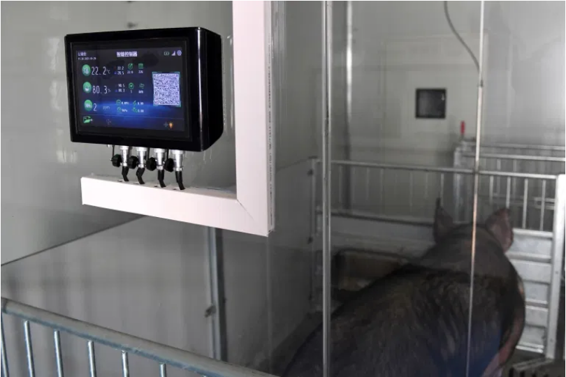 Hog heaven: China builds pig hotels for better biosecurity