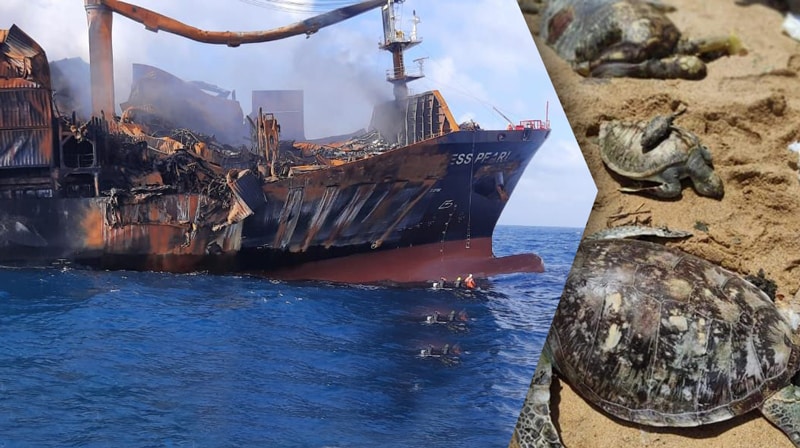 X-Press Pearl Tragedy: Around 150 dead Sea Turtles washed ashore