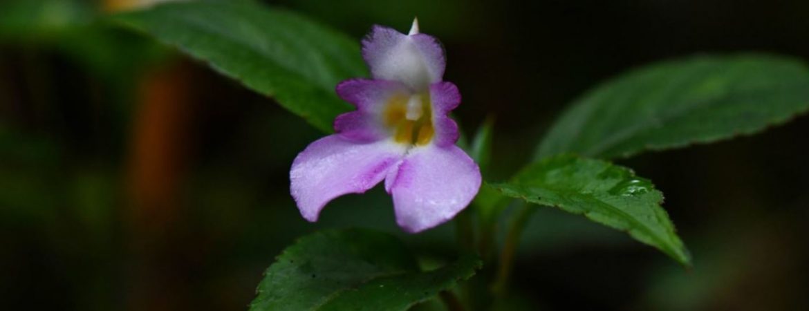 Newly described plant is latest fruit of Sri Lankan botanists’ collaboration