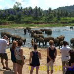 Sri Lanka’s Tourism Revenue Declines by 5.6% from January to December